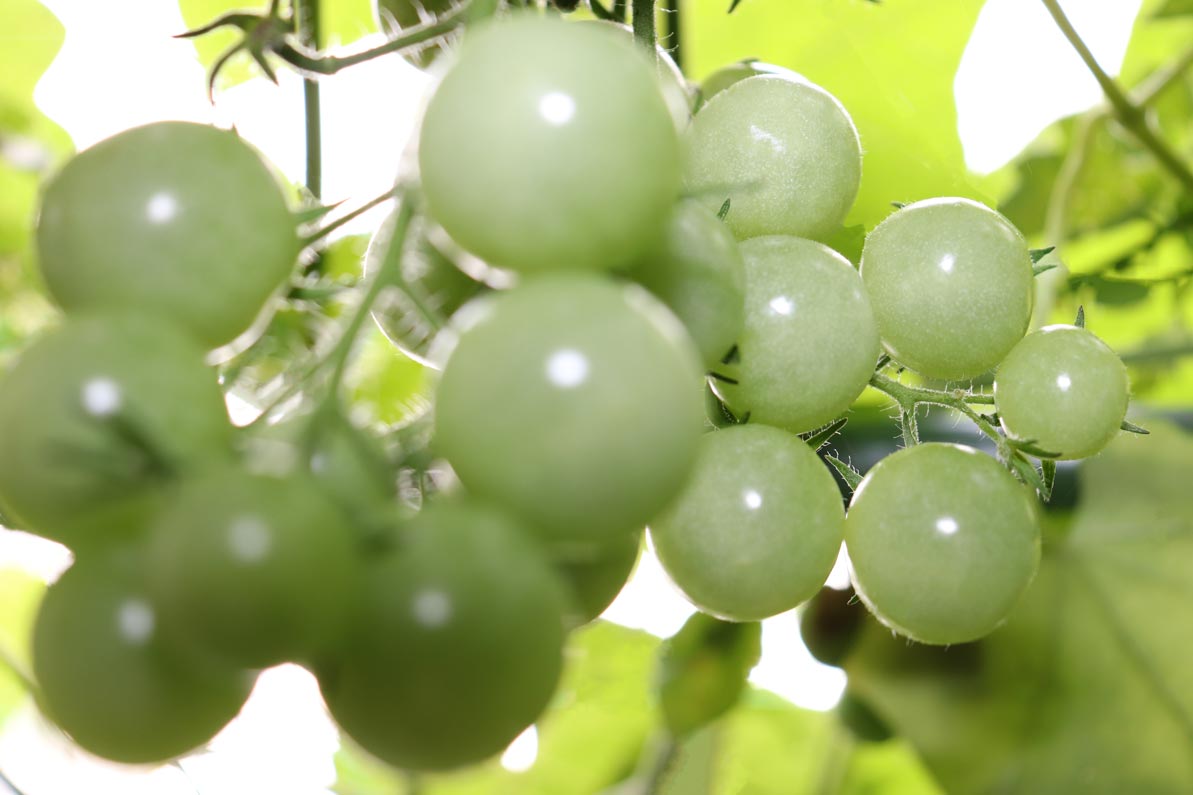 cherry tomatoes starting to grow
